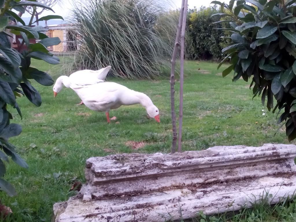 La Vecchia Stalla B&B Narni Luaran gambar